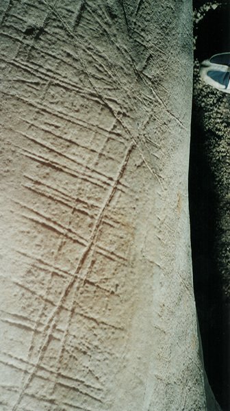 indianmarkings