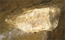 jarvist_frost-derbyshire_giants-IMG_0371