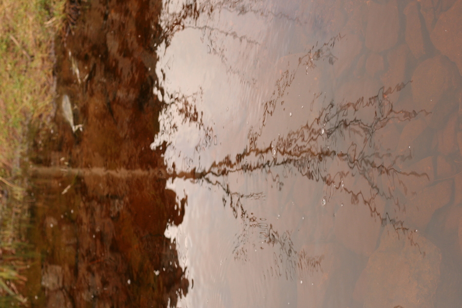 jana carga - bullpot farm -img_2279