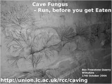cave_fungus