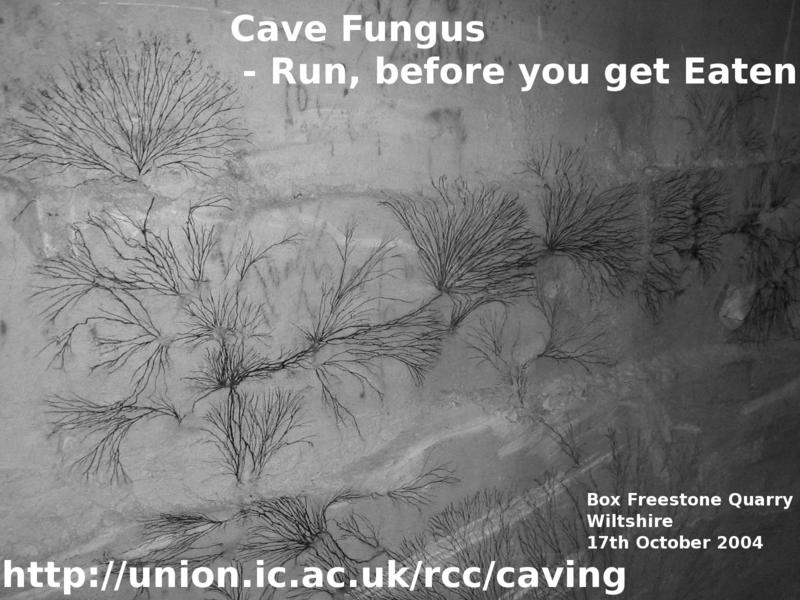cave_fungus