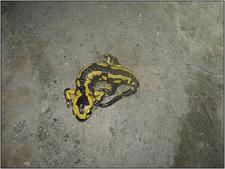 05-02_Vercors_iccc_cspa_40