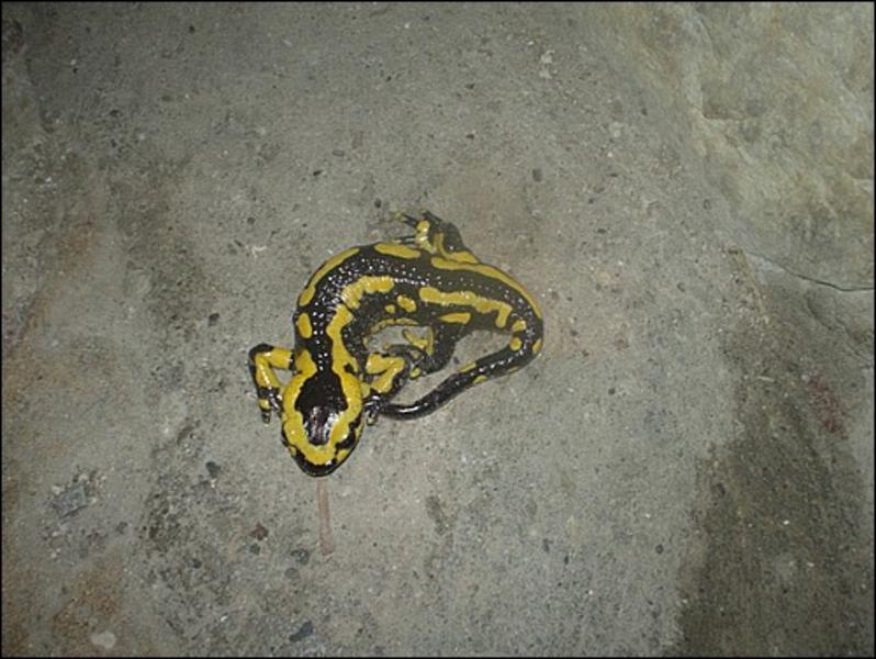 05-02_Vercors_iccc_cspa_40