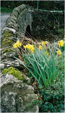 evetts10_KettleWell-daffodils