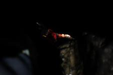 2016-09-24_11h29m-RhysTyers-SonyRX100III-LargePot-DSC03007