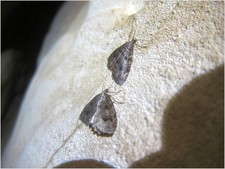 2016-10-15_13h43m-JarvistMooreFrost-CanonS95-AgenAllwedd-Aggy-IMG_0770