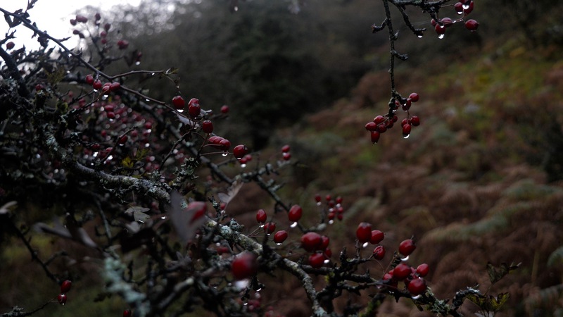 2016-10-15_17h08m-TanguyRacine-NikonD3200-AgenAllwedd-DSC_0536